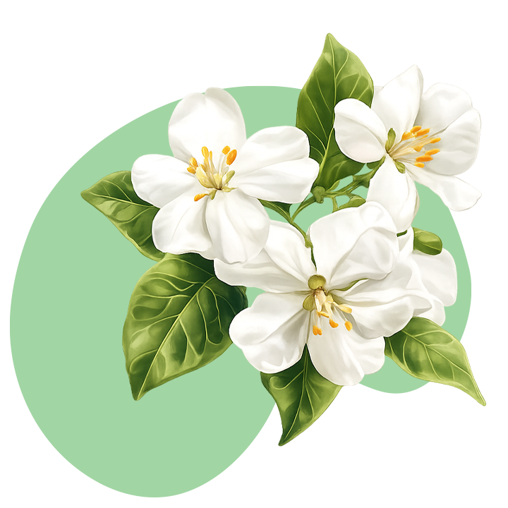 Jasmine Flower