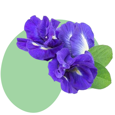 Butterfly Pea Flower