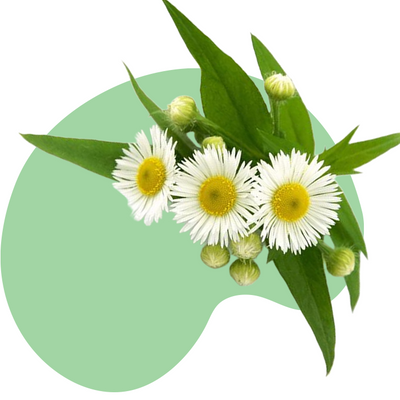 Chamomile Flower