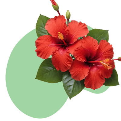 Hibiscus Flower