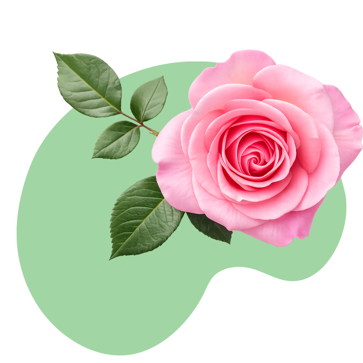 Rose Flower