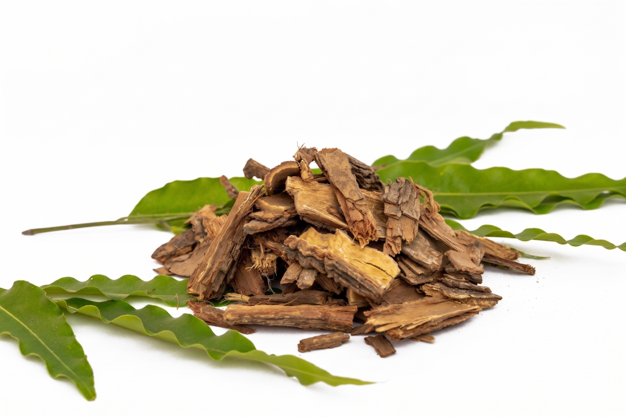Ashoka Bark 