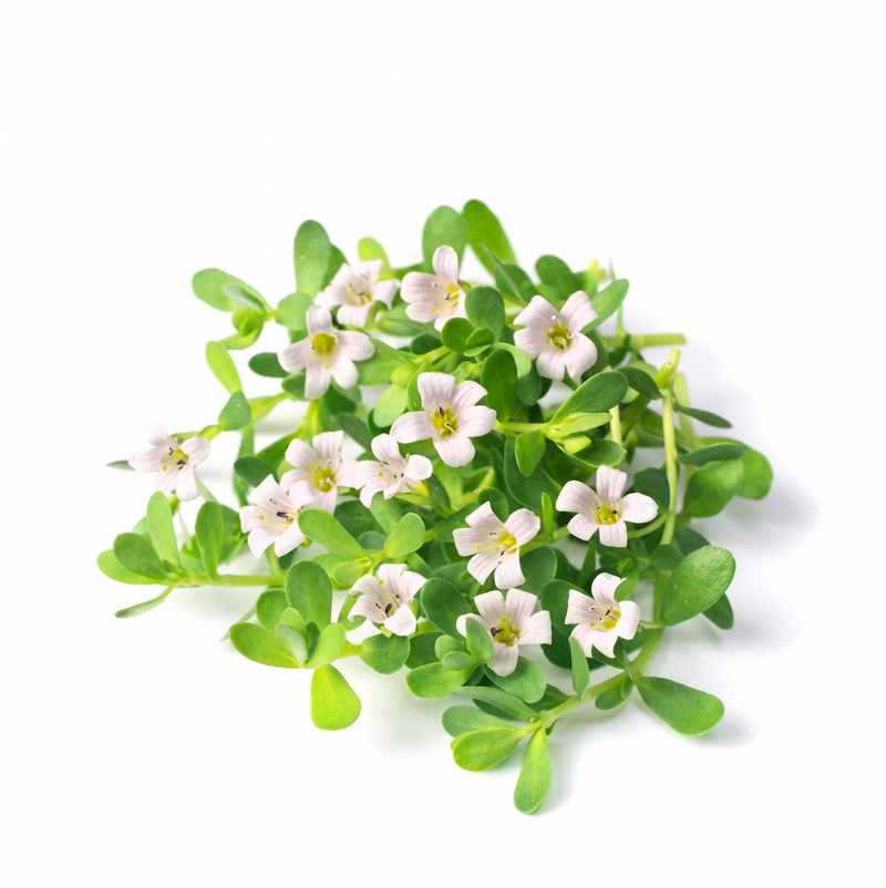 Brahmi