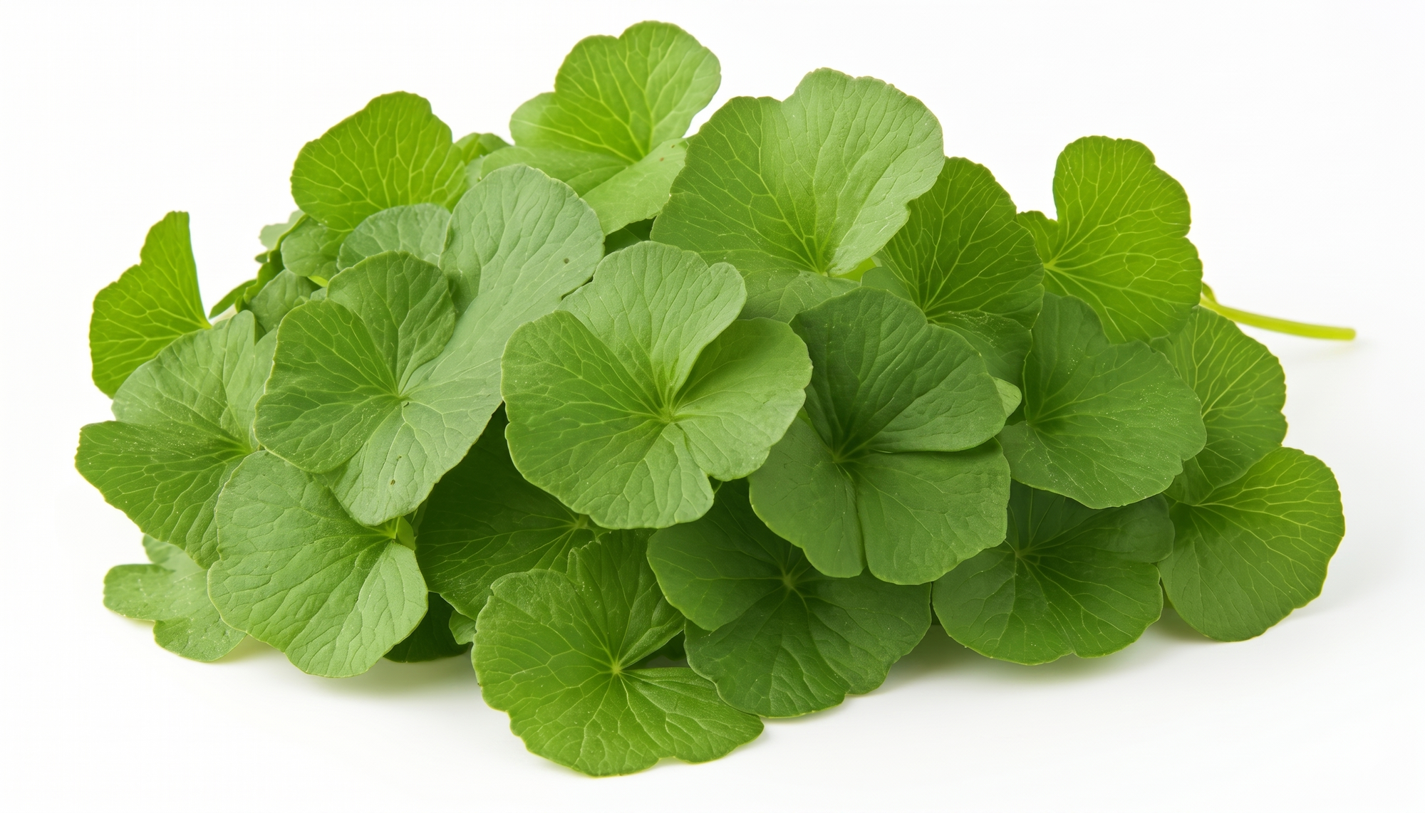 Gotu Kola