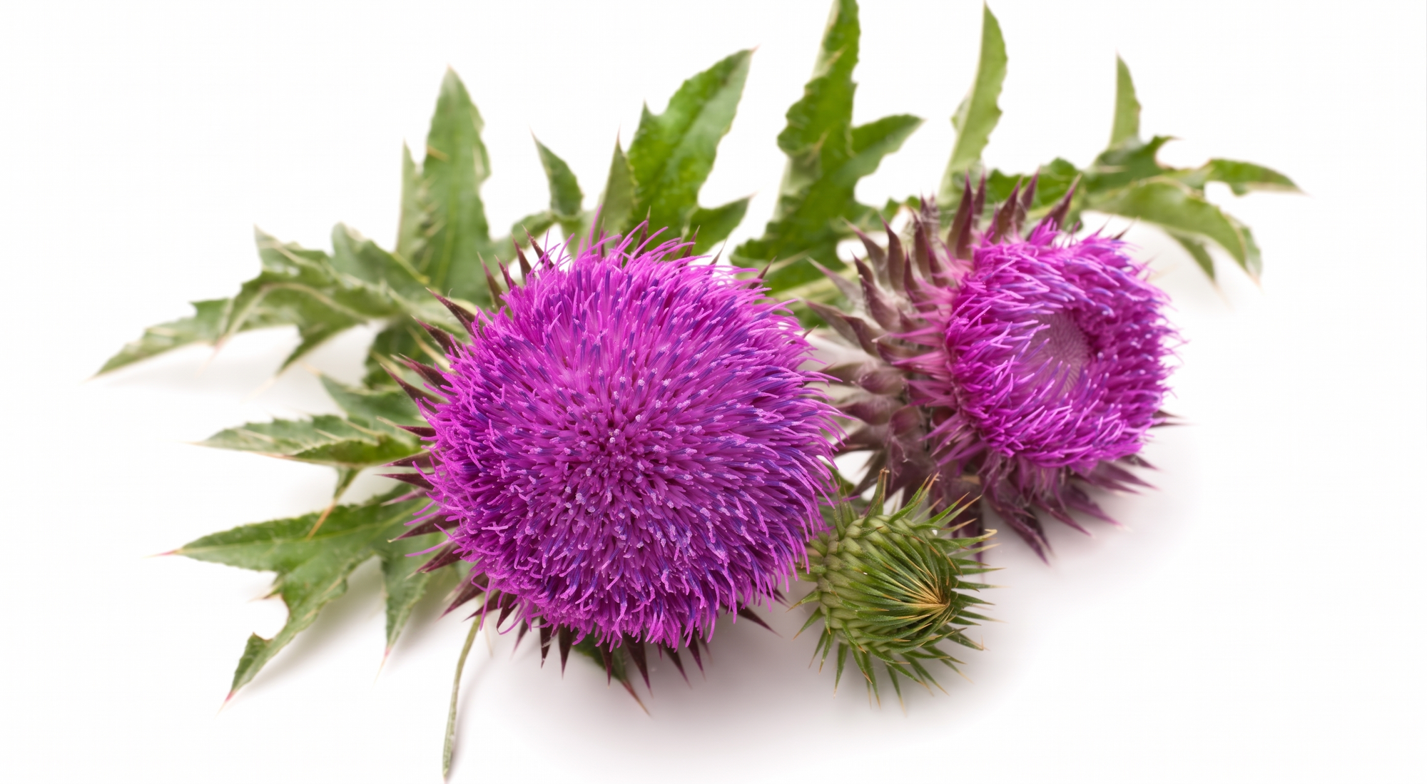 Milk Thistle