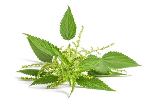 Nettle Leaves