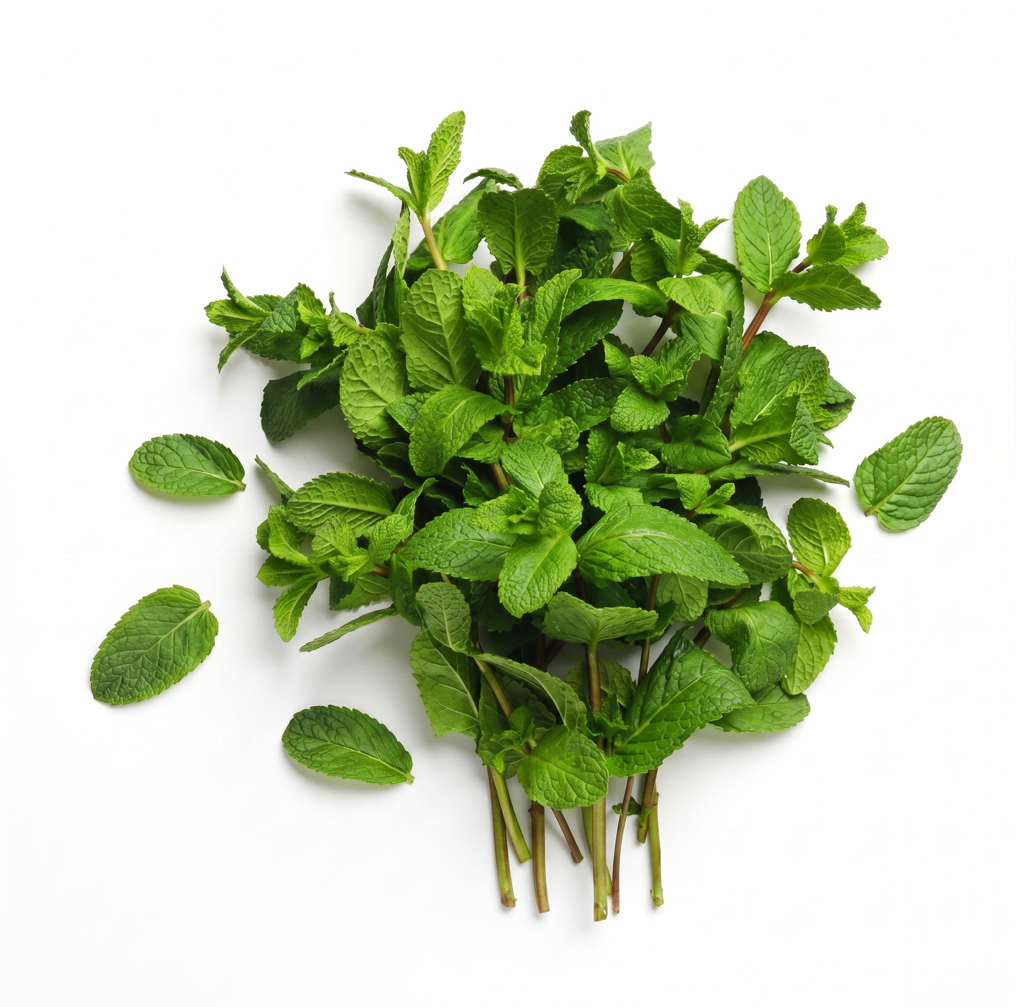 Spearmint