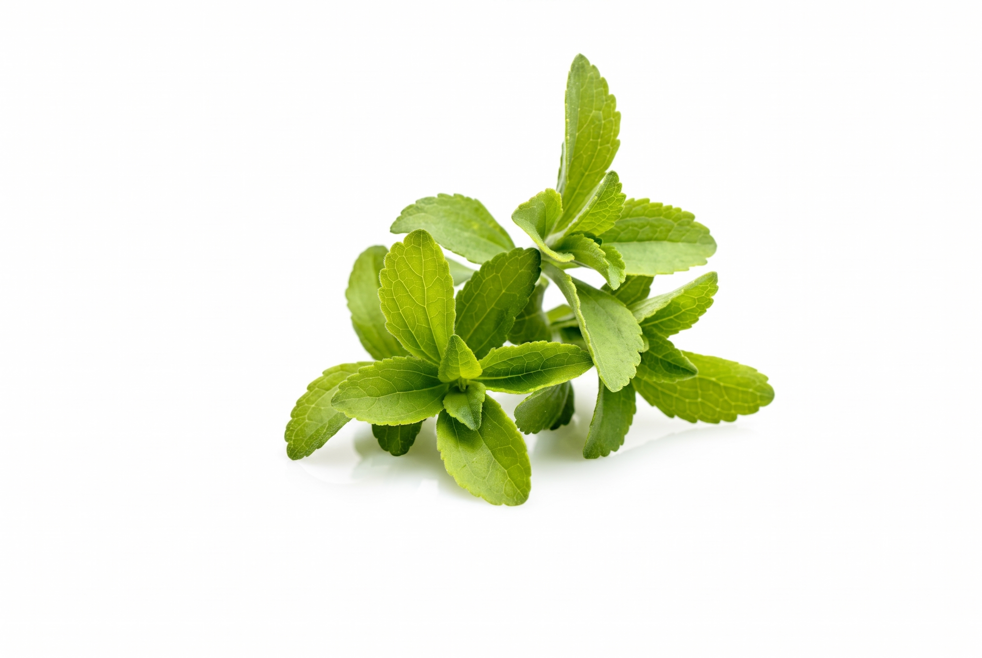 Stevia Leaf