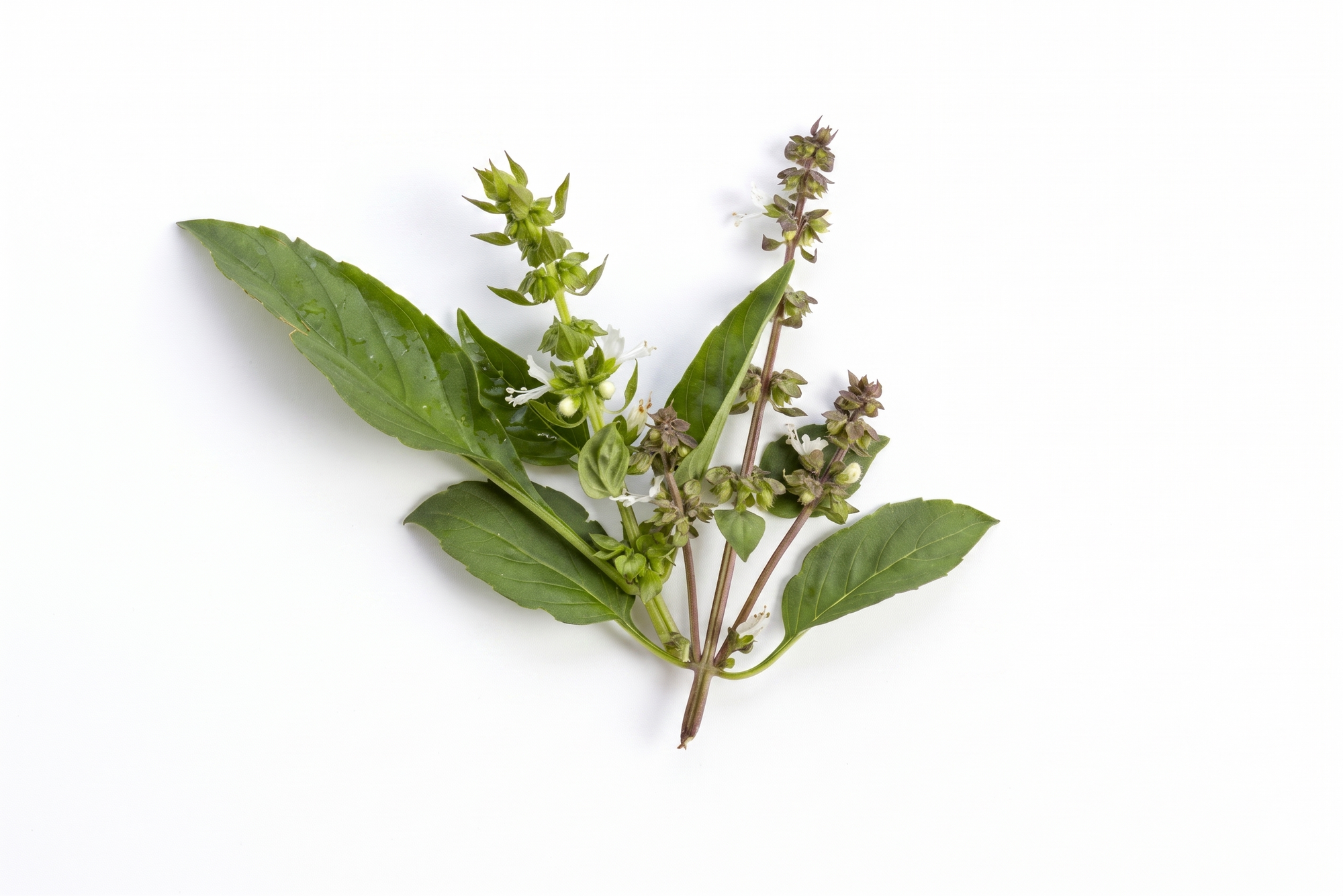Tulsi