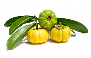 Garcinia Cambogia