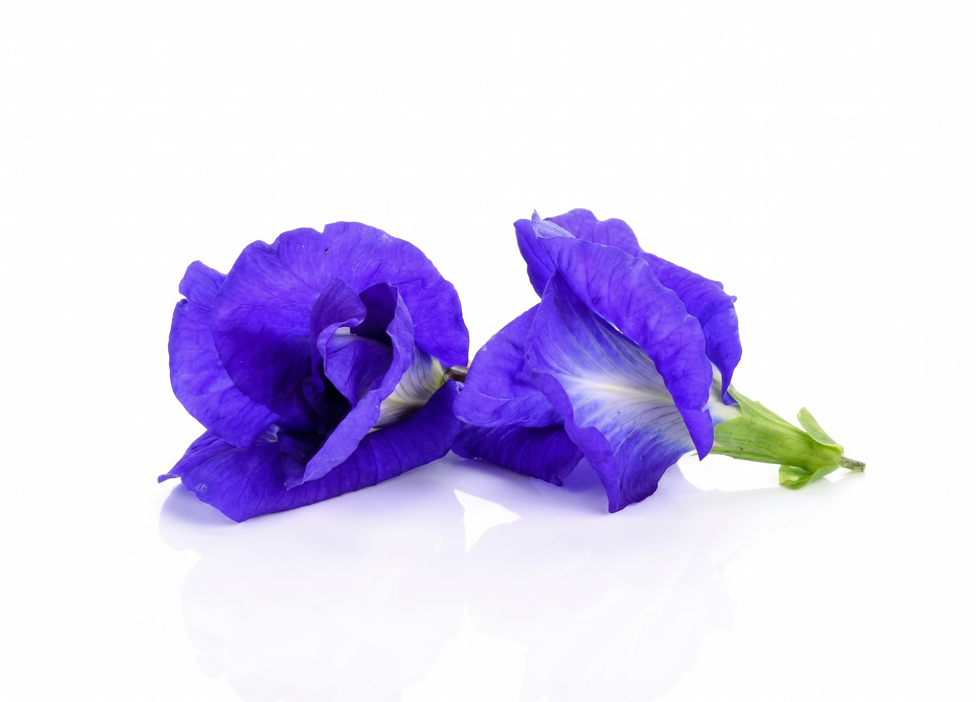 Butterfly Pea Flower