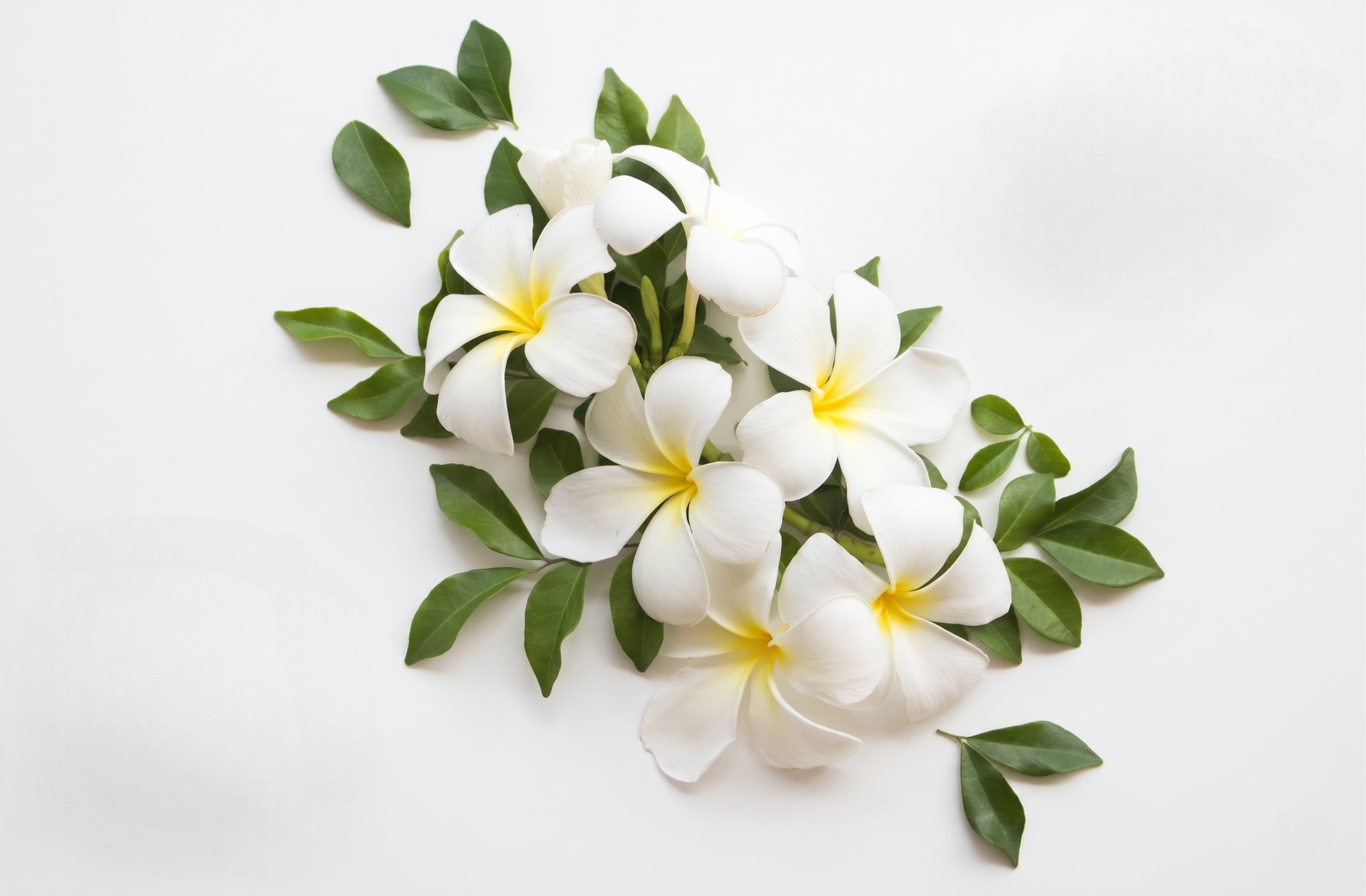 Jasmine 