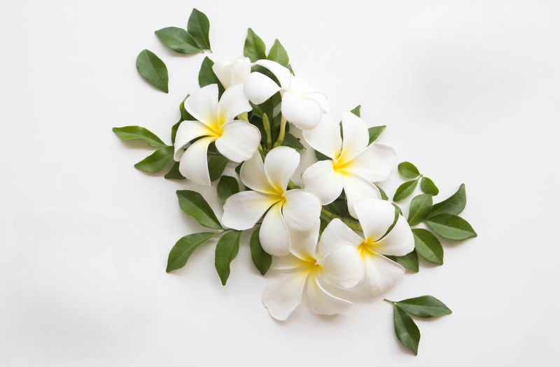 Jasmine 