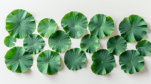 Lotus Leaf Extract